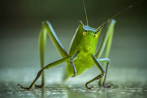 Social Media 101: Followers don't want to hear crickets. Engage on social media! | DAllisonLee.com